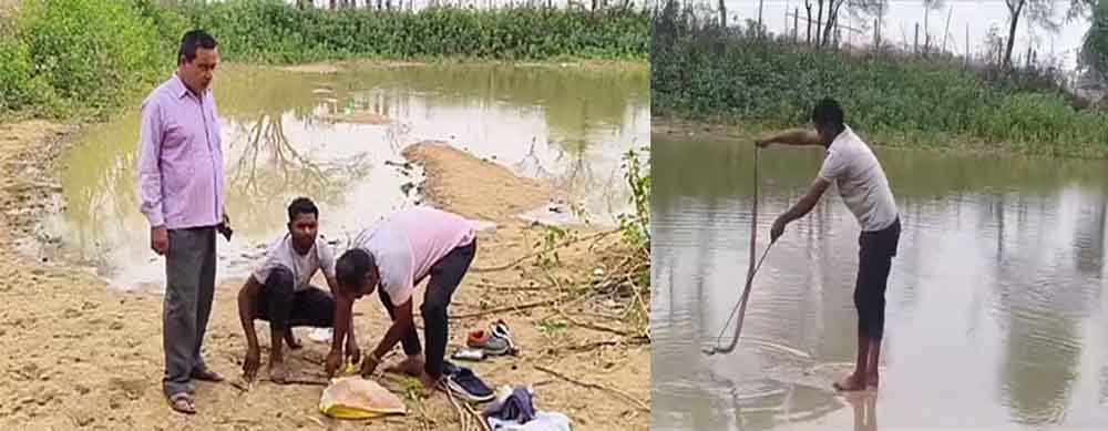 प्रशासन ने ‘नागदेवता’ का रेस्क्यू कर जंगल में छोड़ा, कोरिया के ग्रामीण करते रहे ले जाने का विरोध