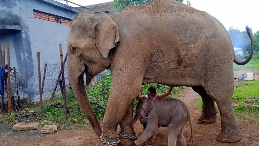 पन्ना में मादा हाथी केनकली ने दिया मादा शावक को जन्म