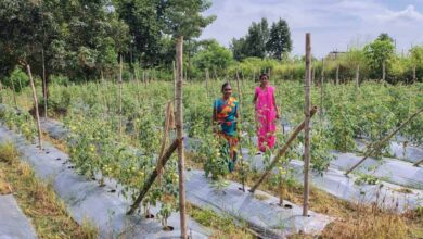 टमाटर, मिर्च लगाकर ग्राम झोडियाबाड़म की दीदियां बदल रही है अपनी जिंदगी की तस्वीर