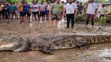 भारी बारिश के बीच वडोदरा के रिहायशी इलाकों से पहुंचे 24 मगरमच्छ बचाए गए