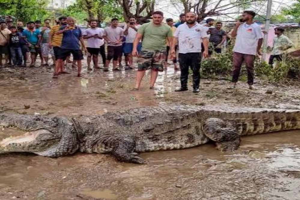 भारी बारिश के बीच वडोदरा के रिहायशी इलाकों से पहुंचे 24 मगरमच्छ बचाए गए