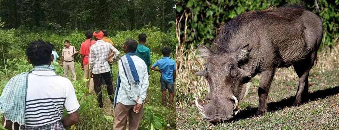 कोरबा में जंगली सुअर का शिकार करने गए शिकारी की करंट लगने से मौत