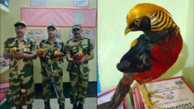 BSF ने भारत-बांग्लादेश सीमा पर जब्त किए गोल्डन तीतर, अंतरराष्ट्रीय वन्यजीव तस्करी के प्रयास को किया विफल