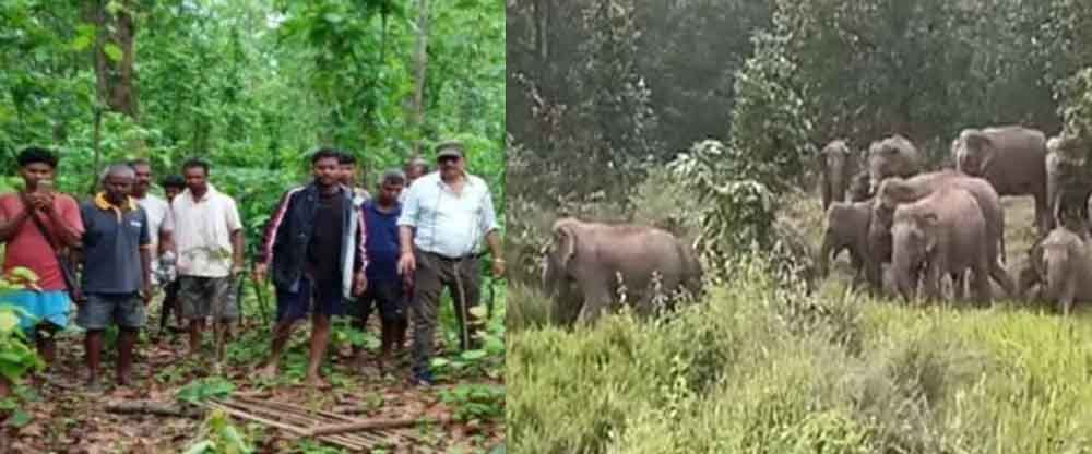 छत्तीसगढ़-रायगढ़ में अलग-अलग दलों में घूम रहे 157 हाथी, ग्रामीणों में दहशत