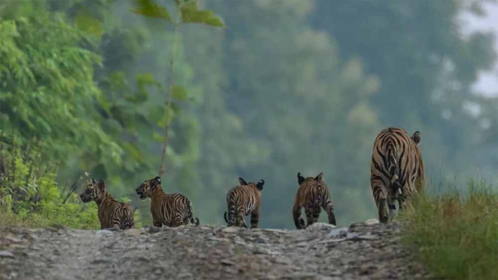 पन्ना टाइगर रिजर्व में एक साल बाद एक बार फिर नन्हें शावकों की किलकारी गूंजी है, यहां बाघिन पी-141 ने 4 शावकों को जन्म दिया