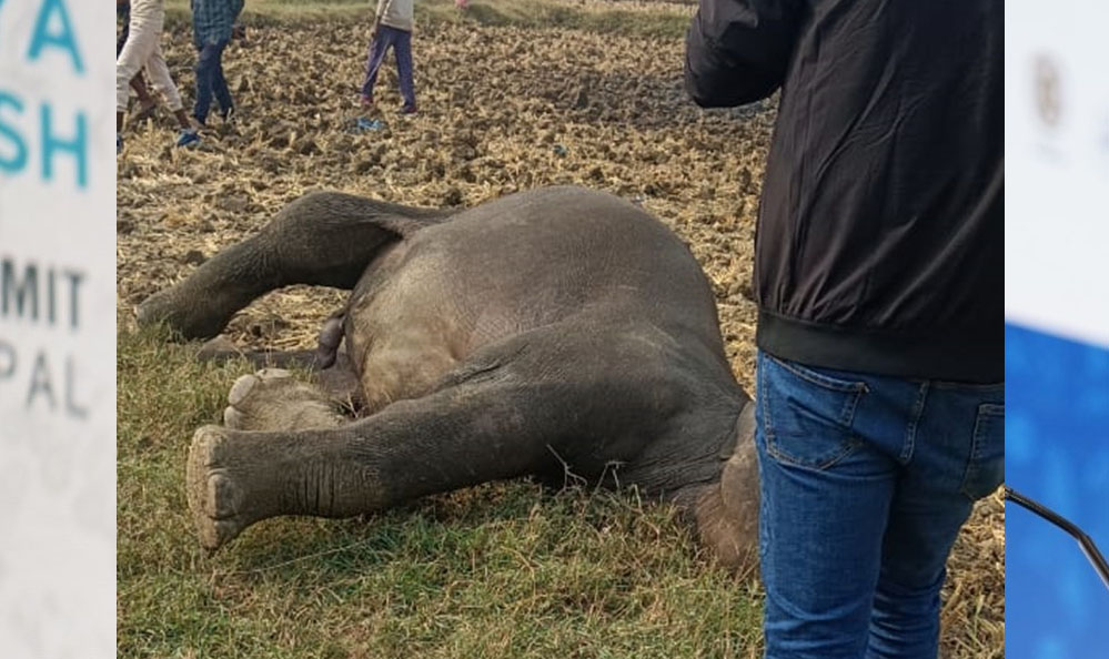 मैहर के गांव में हाईटेंशन तार में फंसकर हाथी की मौत, सप्लाई बंद की, लेकिन जा चुकी थी जान