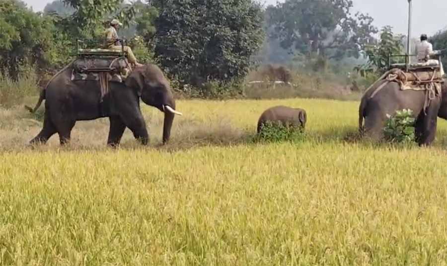 दो दिन से भटक रहे हाथी के बच्चे का आज किया गया रेस्क्यू , चार हाथियों के दल और 100 वनकर्मियों की मदद से हुआ सफल ऑपरेशन