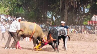 परंपरा के नाम पर पाड़ों की टक्कर करा पशुओं के साथ क्रूरता करने के आरोप में नौ लोगों पर प्रकरण दर्ज