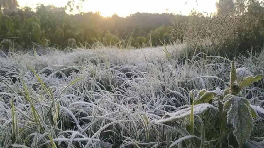 छत्तीसगढ़ में कड़ाके की ठंड, पत्तों पर जमी बर्फ की चादर