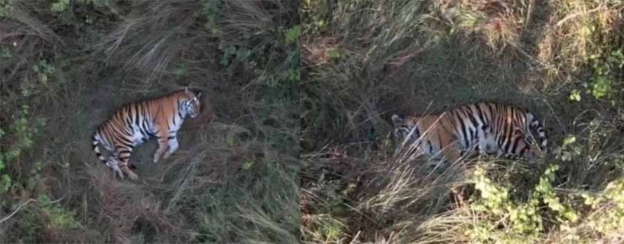 मरवाही के जंगल में बीते दो दिनों से गूंज रही मादा बाघ की दहाड़, आराम फरमाते ड्रोन कैमरे में कैद हुई तस्वीर