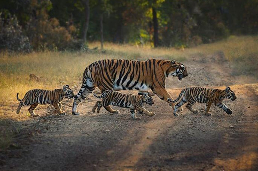 रातापानी सैंक्चुअरी टाइगर रिजर्व क्षेत्र घोषित, सही मायनों में मध्यप्रदेश बना टाइगर स्टेट – मुख्यमंत्री डॉ. यादव