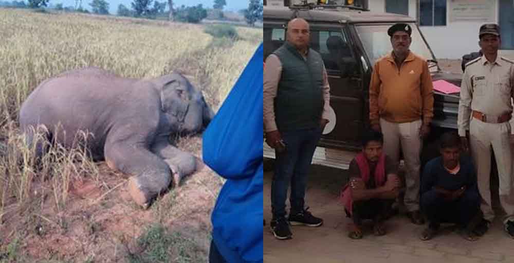 छत्तीसगढ़-रामानुजगंज वन परिक्षेत्र में करंट लगने से हुई थी हाथी की मौत, दो आरोपी गिरफ्तार और दो फरार