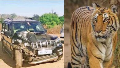 दो बाघों को देख डरा एसयूवी ड्राइवर, पेड़ से टकराई गाड़ी