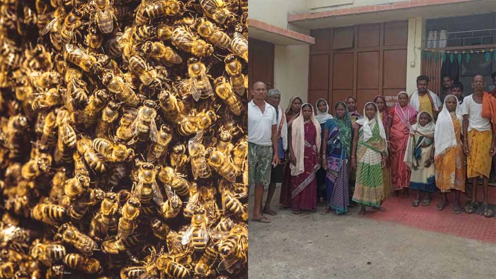 बालोद में मधुमक्खियों के हमले में 15 मजदूर घायल बालोद में मधुमक्खियों के हमले में 15 मजदूर घायल
