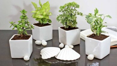 वास्तु शास्त्र के अनुसार घर में लगाएं ये पौधे, पत्नी-पत्नी के बीच बढ़ेगा प्यार वास्तु शास्त्र के अनुसार घर में लगाएं ये पौधे, पत्नी-पत्नी के बीच बढ़ेगा प्यार