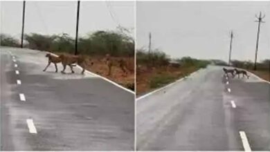 मप्र के कूनो नेशनल पार्क से निकलकर मुरैना पहुंचे पांच चीते, जौरा में सड़क पार करते नजर आए