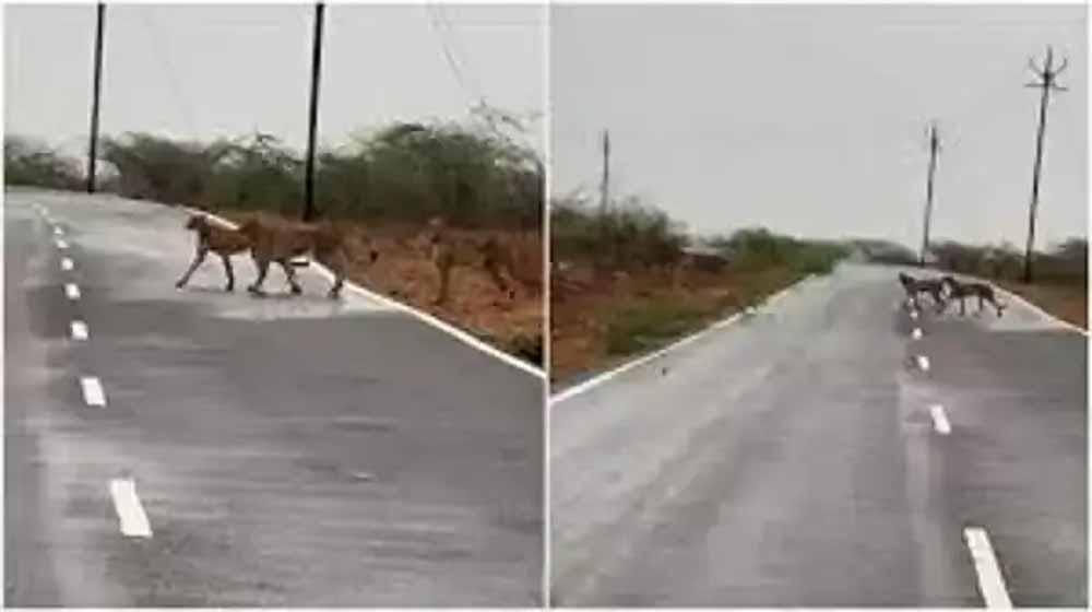 मप्र के कूनो नेशनल पार्क से निकलकर मुरैना पहुंचे पांच चीते, जौरा में सड़क पार करते नजर आए