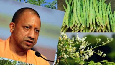 पोषण का पावरहाउस कहे जाने वाले सहजन को लेकर खास निर्देश पोषण का पावरहाउस कहे जाने वाले सहजन को लेकर खास निर्देश