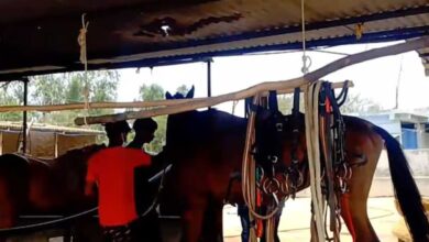 हैदराबाद से जबलपुर लाए गए 10 घोड़े की मौत के बाद अब एक घोड़े की रिपोर्ट ग्लैंडर पॉजिटिव आई