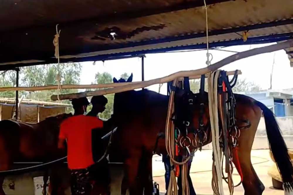 हैदराबाद से जबलपुर लाए गए 10 घोड़े की मौत के बाद अब एक घोड़े की रिपोर्ट ग्लैंडर पॉजिटिव आई हैदराबाद से जबलपुर लाए गए 10 घोड़े की मौत के बाद अब एक घोड़े की रिपोर्ट ग्लैंडर पॉजिटिव आई