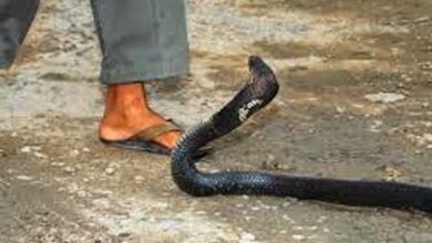 सर्प-दंश से बचाव के लिए जिलों को आवश्यक दिशा-निर्देश जारी