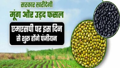 19 जून से 6 जुलाई तक होगा मूंग और उड़द उपार्जन के लिए पंजीयन 19 जून से 6 जुलाई तक होगा मूंग और उड़द उपार्जन के लिए पंजीयन