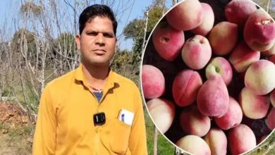किसान ने बुंदेलखंड में उगा दिए हिमाचल के सेब, खेती कर किया हैरान, अब होगा बंपर मुनाफा