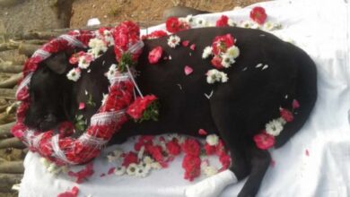 इंदौर में अब जानवरों का भी होगा अंतिम संस्कार, नगर निगम ने हरियाणा की कंपनी से कॉन्ट्रेक्ट साइन किया