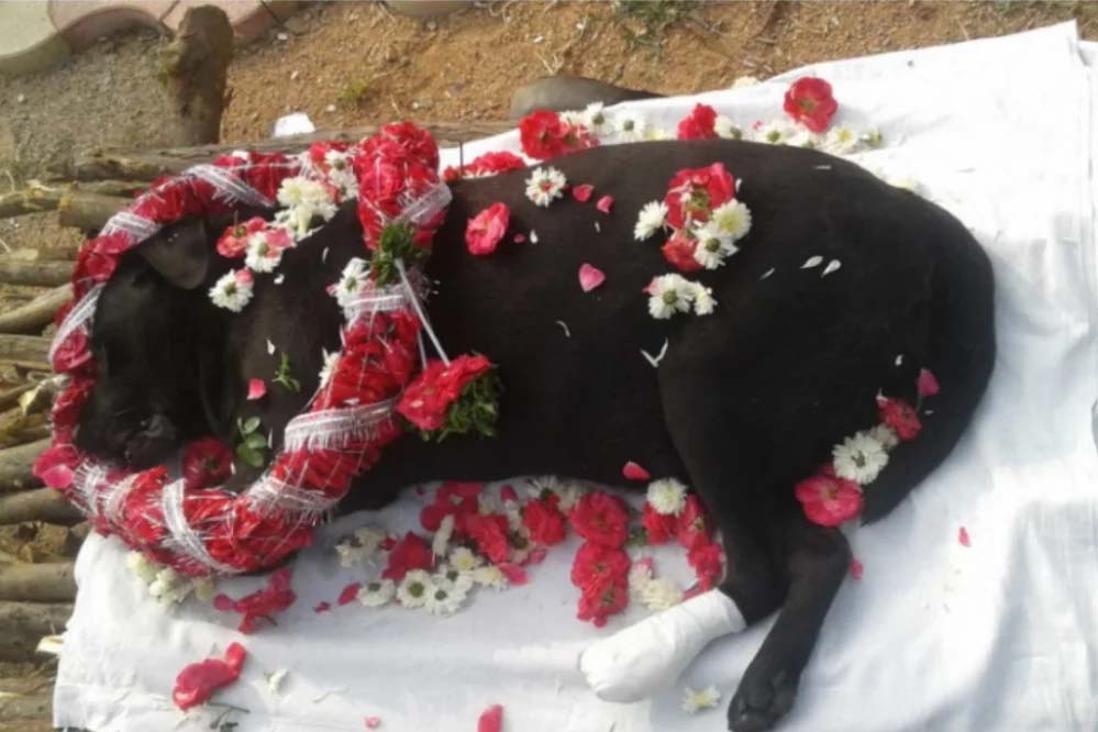 इंदौर में अब जानवरों का भी होगा अंतिम संस्कार, नगर निगम ने हरियाणा की कंपनी से कॉन्ट्रेक्ट साइन किया इंदौर में अब जानवरों का भी होगा अंतिम संस्कार, नगर निगम ने हरियाणा की कंपनी से कॉन्ट्रेक्ट साइन किया