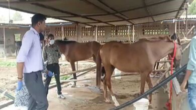 हैदराबाद से जबलपुर लाए घोड़ों की मौत, कलेक्टर ने जांच के लिए दोबारा गठित की टीम