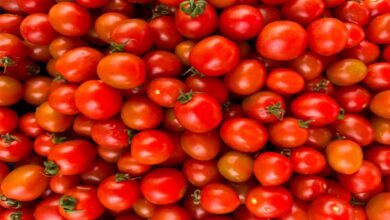 टमाटर के दामों में भारी बढ़ोतरी, एक सप्ताह में ही 20-30 रुपये का उछाल