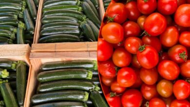 मानसून की बारिश का खुमार चढ़ा, इधर सब्जी मंडियों में हाहाकर मचा, टमाटर 40, खीरा 50 रुपए पार