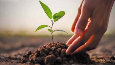 स्कूल शिक्षा विभाग 5 जून से एक पेड़ मां के नाम 2.0 अभियान तहत प्रदेशभर में 50 लाख पौधे लगाएगा