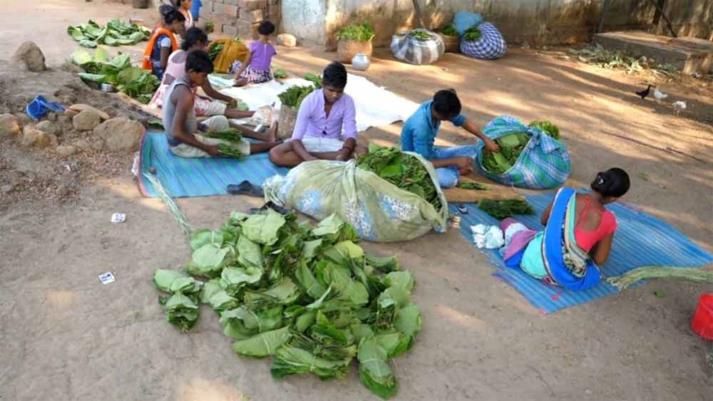 तेंदू पत्ता संग्रहण में लक्ष्य से 57 प्रतिशत हुआ कम