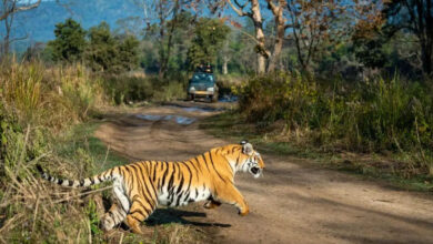रिपोर्ट : मध्य प्रदेश का कान्हा नेशनल पार्क उत्तराखंड के जिम कार्बेट को हरा कर बना नंबर वन, शाकाहारी वन्यजीव की है भरमार