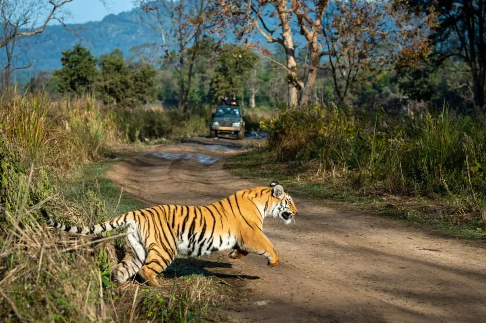 रिपोर्ट : मध्य प्रदेश का कान्हा नेशनल पार्क उत्तराखंड के जिम कार्बेट को हरा कर बना नंबर वन, शाकाहारी वन्यजीव की है भरमार