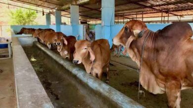 डेयरी विकास योजना के क्रियान्वयन के लिए राज्य स्तरीय समिति गठित डेयरी विकास योजना के क्रियान्वयन के लिए राज्य स्तरीय समिति गठित