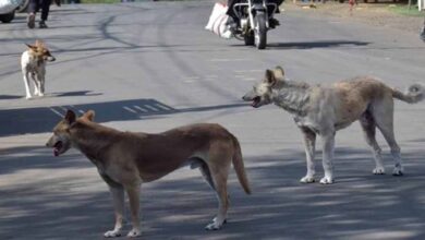 बारिश में स्ट्रीट डॉग्स हो जाते हैं आक्रामक, नगर निगम ने दी सावधानी बरतने की सलाह