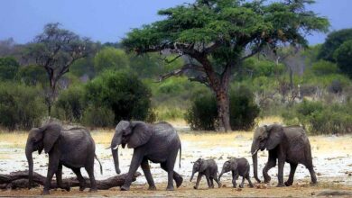 बांधवगढ़ में जंगली हाथियों की पहली बार हो रही पहचान, बन रही एलीफेंट आईडी