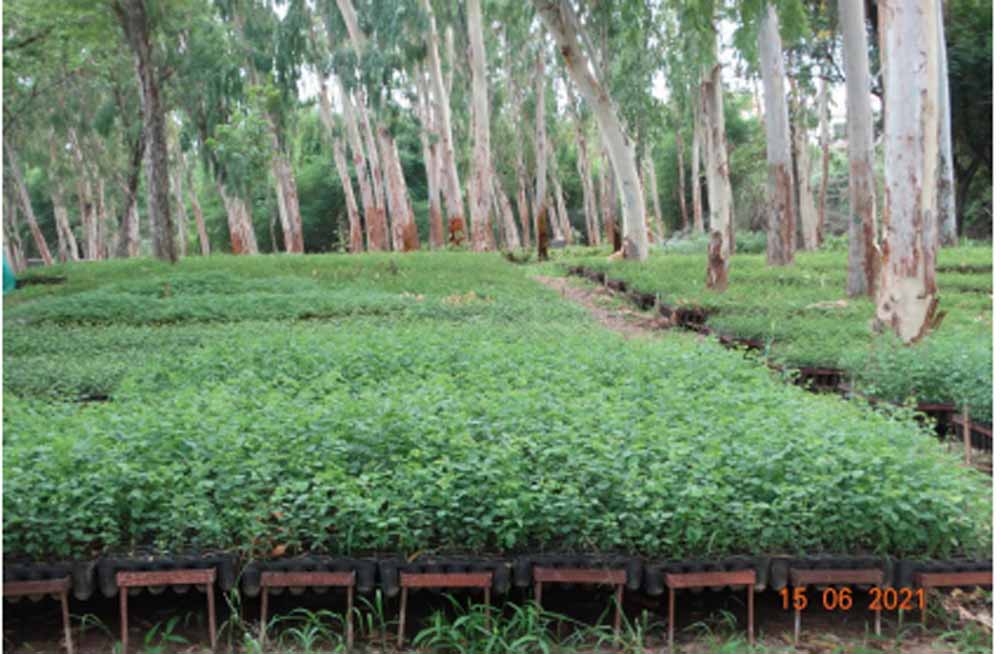 जल गंगा संवर्धन अभियान में वन विभाग की प्रभावी पहल जल गंगा संवर्धन अभियान में वन विभाग की प्रभावी पहल