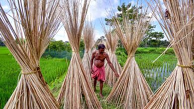 भारतीय किसानों को राहत: बांग्लादेश से जूट आयात पर लगी रोक