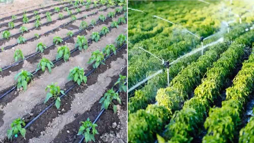 प्राकृतिक और रासायनिक फसलों के उपार्जन के लिए मंडियों में होगी पृथक व्‍यवस्‍था : मुख्‍यमंत्री डॉ. यादव