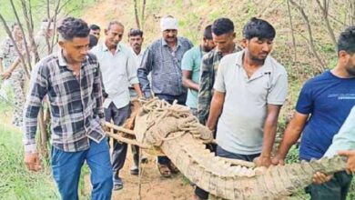 गांव में सनसनी: मगरमच्छ को समझ बैठे लकड़ी, देखते ही मच गया हड़कंप