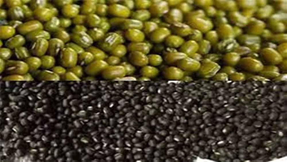 प्रदेश में उत्पादित ग्रीष्मकालीन मूंग और उड़द भारत सरकार मूल्य समर्थन योजना के अंतर्गत न्यूनतम समर्थन मूल्य पर खरीदेगी