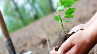 वन विभाग द्वारा एक करोड़ 24 लाख से अधिक पौधे किये गये रोपित