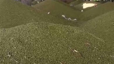 जबलपुर में 5 दिन से मूंग-उड़द खरीदी ठप, सर्वर डाउन से परेशान किसान जबलपुर में 5 दिन से मूंग-उड़द खरीदी ठप, सर्वर डाउन से परेशान किसान