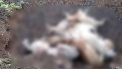 रायपुर: फैक्ट्री के अपशिष्ट से 18 मवेशियों की मौत, ग्रामीणों का फूटा गुस्सा