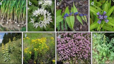 फूल भी करते हैं दवा का काम, इन रोगों में ये हैं रामबाण