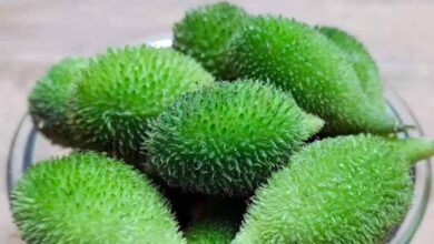 महंगी लेकिन असरदार: राजधानी के अलग-अलग बाजारों में खेखसी 400 रुपए प्रति किलो