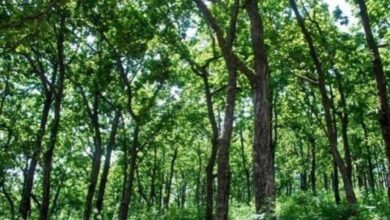 वनाधिकार क्रियान्वयन में छत्तीसगढ़ की अग्रणी भूमिका—वन विभाग की सशक्त प्रतिबद्धता का प्रमाण वनाधिकार क्रियान्वयन में छत्तीसगढ़ की अग्रणी भूमिका—वन विभाग की सशक्त प्रतिबद्धता का प्रमाण